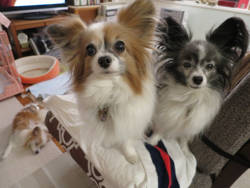 �ƥ���Τ������Υ�ʥϥ����̴ 2019(R1)-12-24 (3)