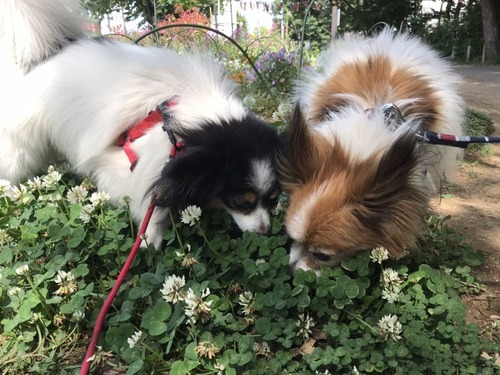 2021(R3)-6-4 トム通信 (3)