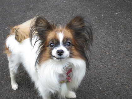 2017(H29)-11-5 �Ƥ��륭���ǥ� �����ã (5)