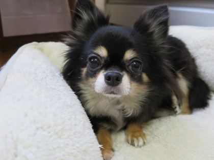 2018{H30}-2-27 ꡼饫ɥ顼 (7)