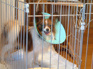 自らサークルへ