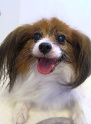 2014(H26)-7-17 �����ס� (13)