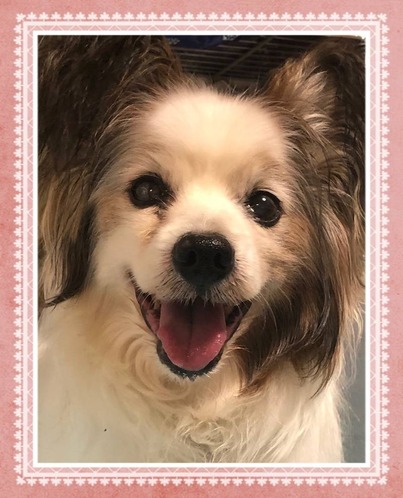 2021(R3)-5-16 ケンシロウ(与太吉=パムル)永眠