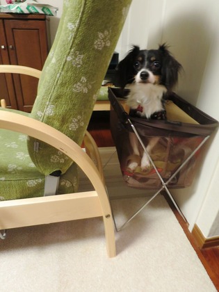 2015(H27)-11-22 ���������� (6)