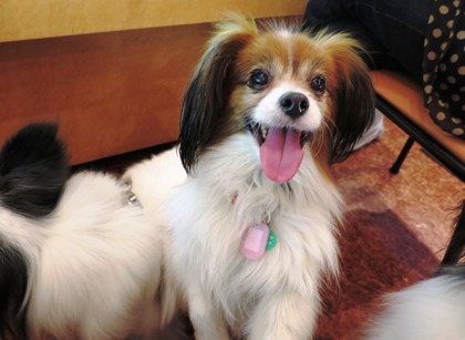 2014-4-1 �칩�礫��ε��Ӥ� (12)