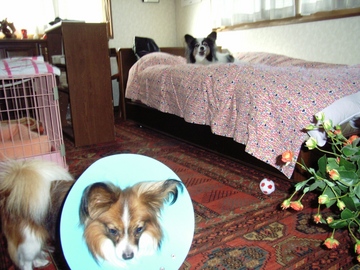 ロビンのストーカー