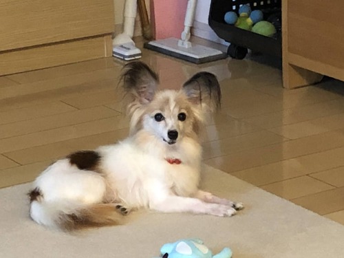 2020-9-27 01 トライアル初日