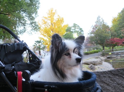 2014(H26)-11-23 ロビン18歳誕生会 (40)