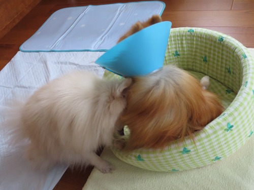 2020(R2)-10-23 今日は離れて (6)