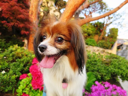 2014-4-23 狂犬病予防接種の日 (10)