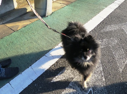 2018(H30)-3-12 春が来てるね! (2)