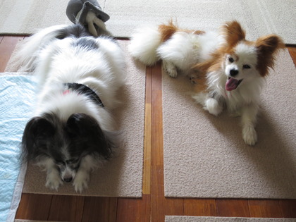 2017(H29)-9-19 �ä������ (2)