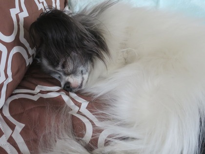 2020(R2)-4-12 爆睡派 と緊張派 (1)