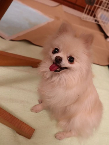 2021(R3)-3-14 トムとミルチャとルナハルと (8)