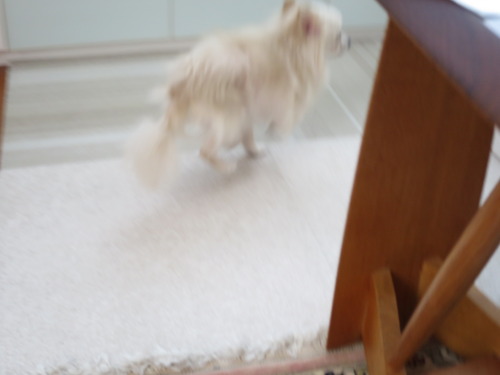 2020(R2)-3-18 ご飯時はバタバタ (4)