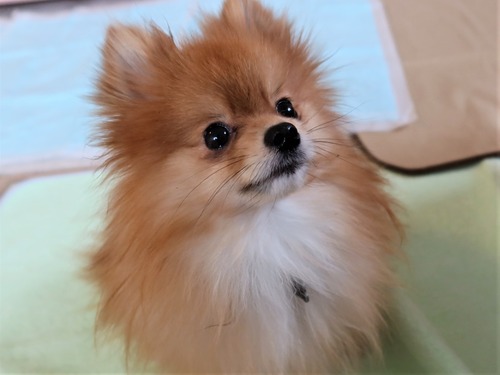 2021(R3)-2-15 苺love (20)