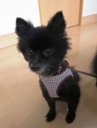 2018(H30)-4-14 ������Τ�Ʋ� ��󤯤� (1)