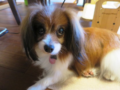 2014(H26)-11 梅雨のマッタリ (10)