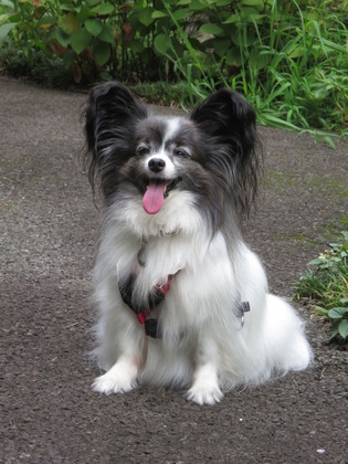 2017(H29)-8-12 ¥â¥µ¥â¥µ¤ÎÄí¤Ç (27)