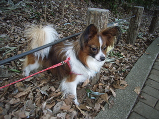 落ち葉を踏んで