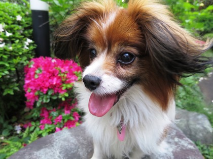 May day の庭で (15)