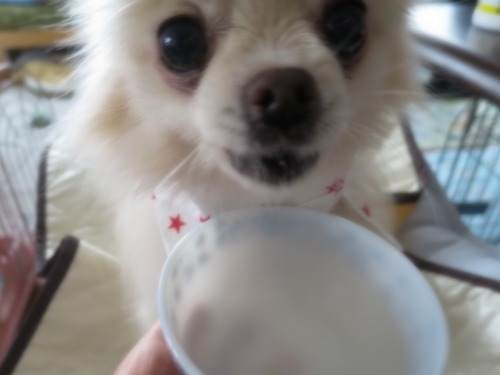 2020(R2)-11-24 ミルチャの食事事情 (2)