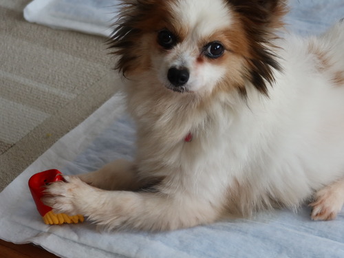 2021(R3)-5-5 ボニー、そろそろ (3)