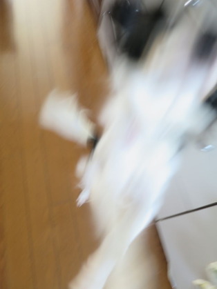 2015(H27)-11-19 ���Ĥ��ī (9)