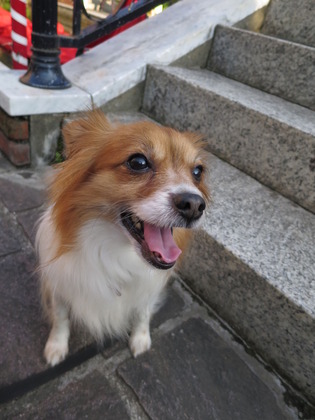 2018(H30)-5-24 ¼«Í³¤¬µÖ¥Ù¥Ë¥¹¤Ø (16)