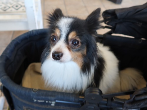 2021(R3)-3-14 トムのお見合い (4)