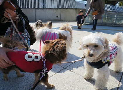 2015-2-11 ����ǰ���ν��ޤ��� (14)