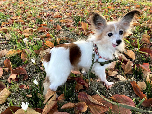 2020(R2)-11-1 1か月報告 02