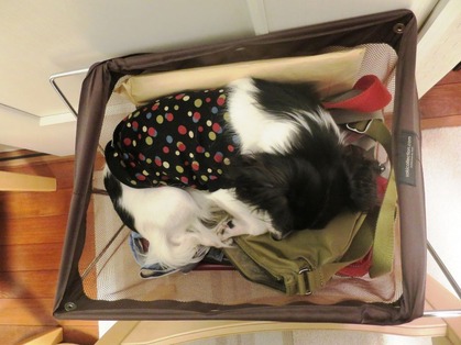 2015(H27)-11-22 ���������� (1)