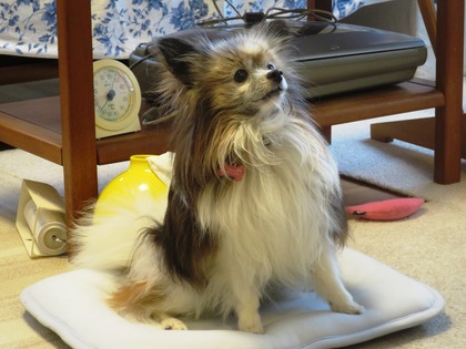 2019(R1)-7-12 ͳ²ÃΤ¤µ¤ó¤ÈÍ·¤Ö (19)