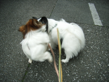 飛び掛るなぁー