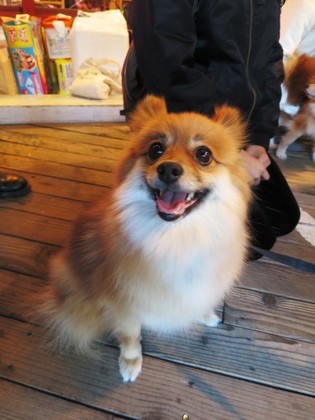 2019(H31)-1-19 巣鴨里親会にて (24)