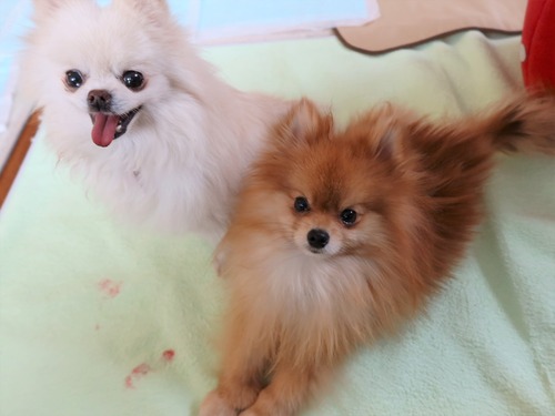 2021(R3)-2-15 苺love (30)