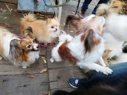 2013-12-8 田奈ラン(ケイトプチオフ会) (68)