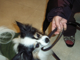 引っ張りっこ 01