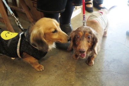 2016(H28)-12-10 第23回里親会・白金台 (26)