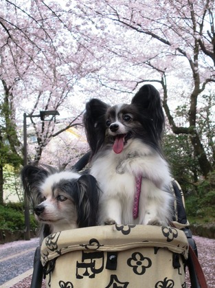 2016-4-6 平成28年の櫻 (15)