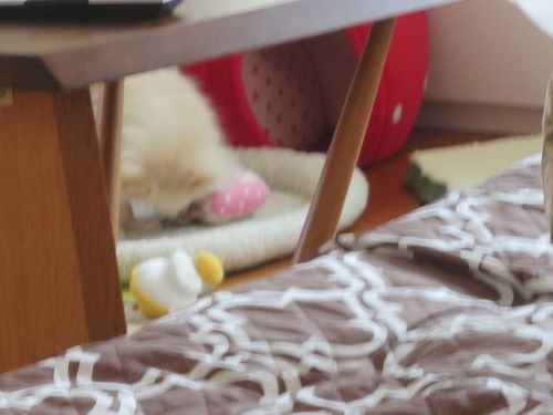 2020(R2)-4-29 �������ͷ�ӤΥ������� (3)