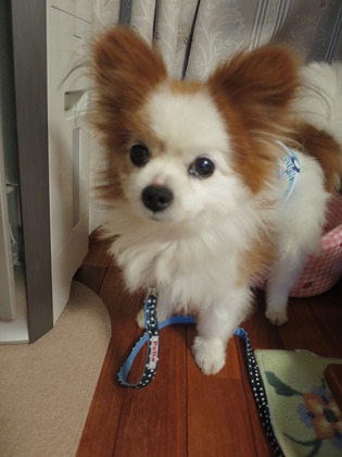 2017(H29)-7-17 ������ε��� (1)