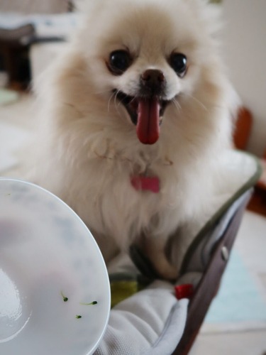 2021(R3)-3-6 ミルチャの食事作法 (9)