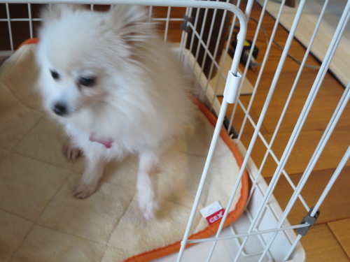 ご飯はケージで寛ぎは隅っこで 2020(R2)-1-8 (9)