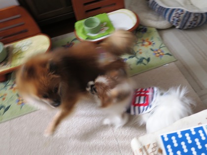 2018(H30)-12-26 朝のバトル (6)