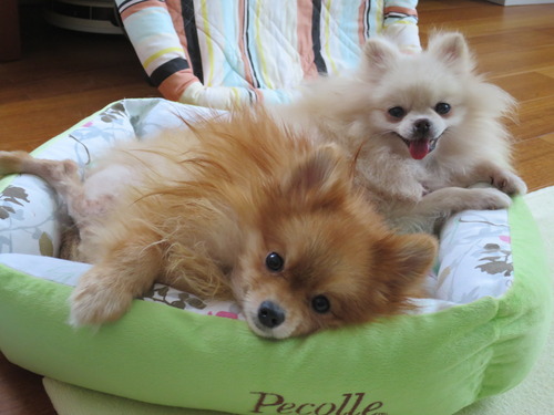 2020(R2)-10-19 寝ても覚めても (5)