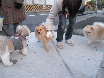 ポメ散歩 8