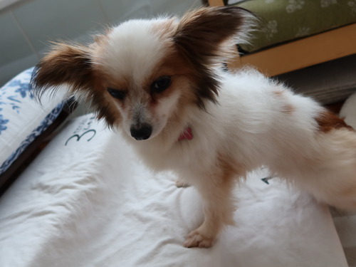 2021(R3)-5-5 ボニー、そろそろ (14)