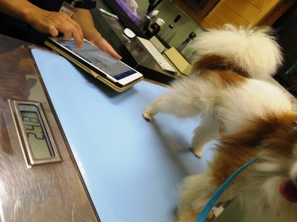 2017(H29)-8-11 ¥³¥í¥óÄ̱¡¤È¥Þ¥°Åоì (4)